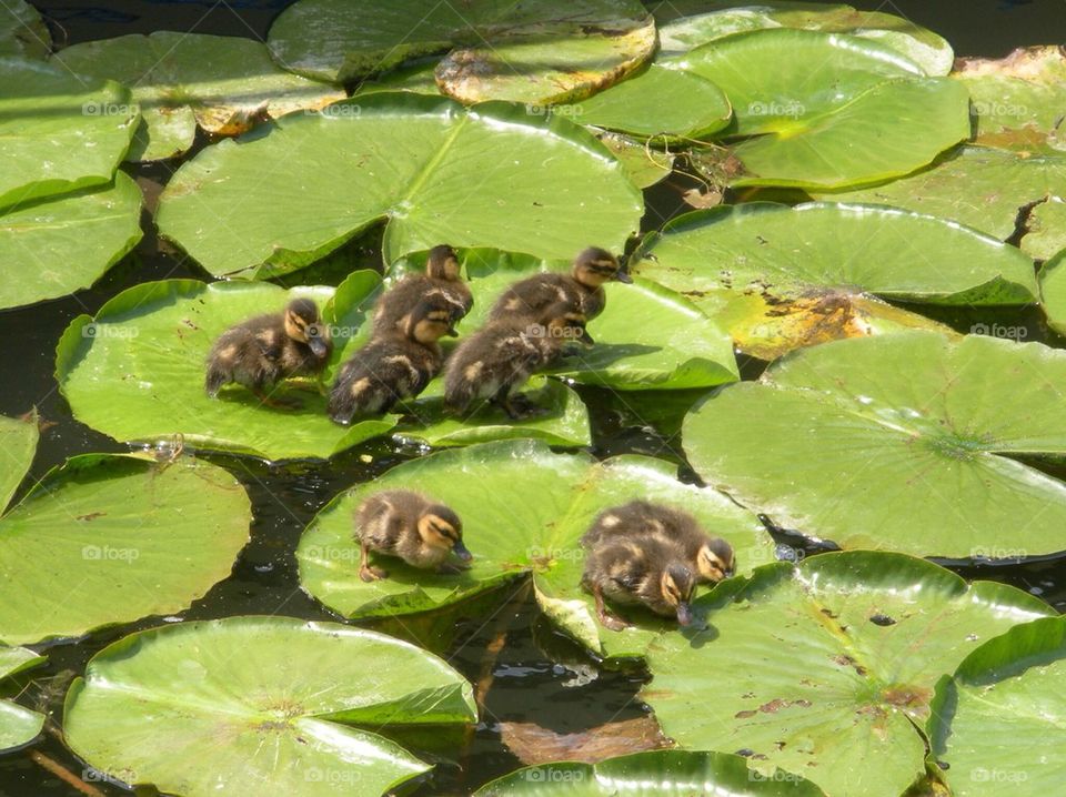 Ducklings hanging out on the lilypads  