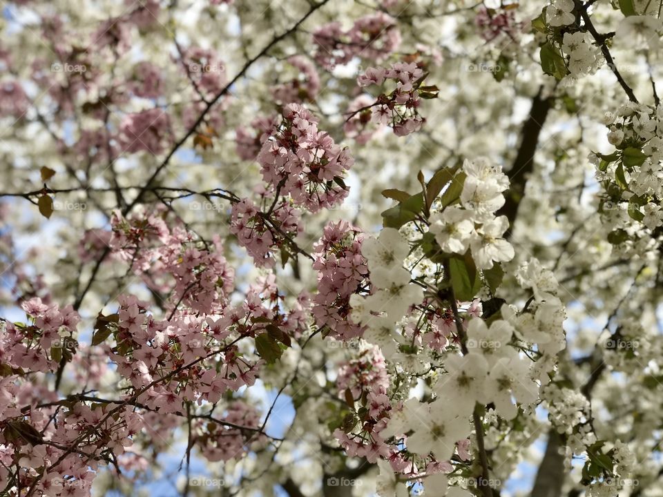 Tree flower blooming cherry Sweden
