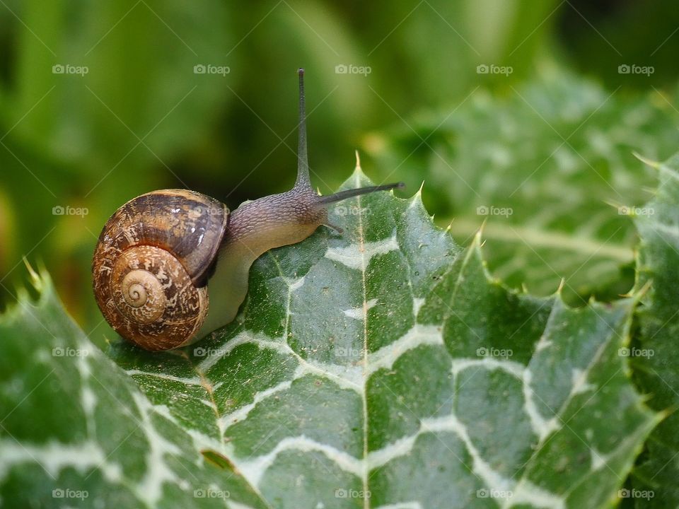 Snail