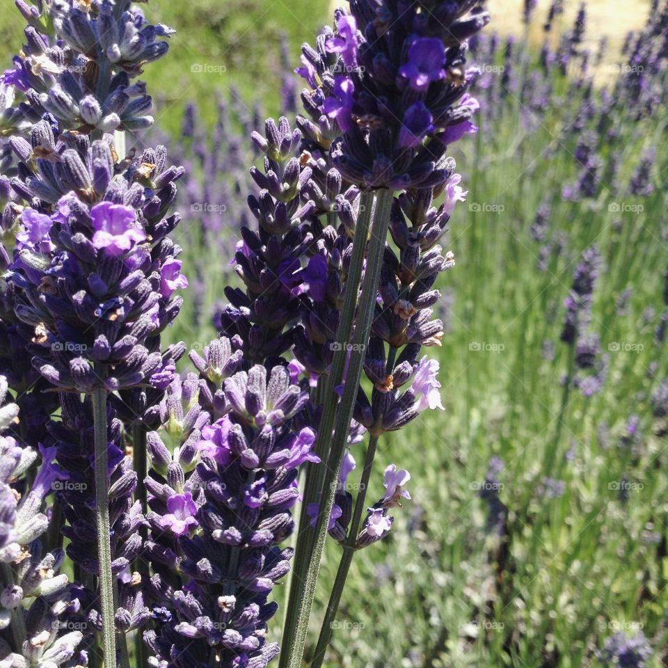 Lavender  in Full Bloom