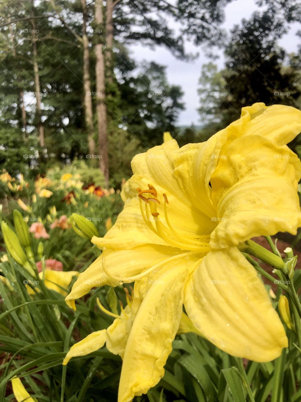 Yellow day lily after rain