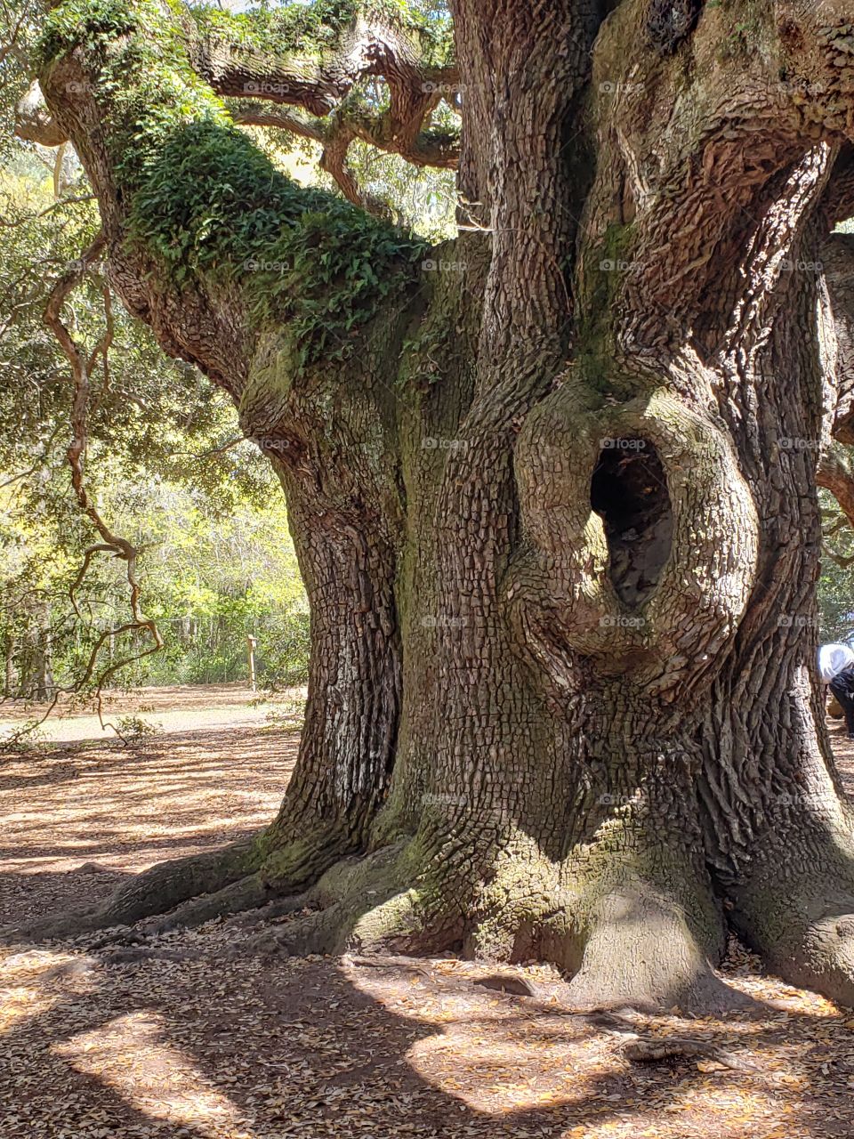 500 years old angel Oak tree