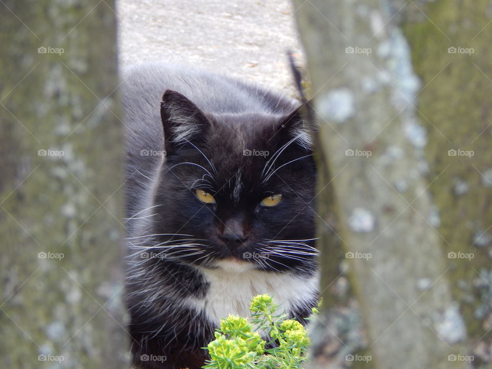 Black cat in the garden