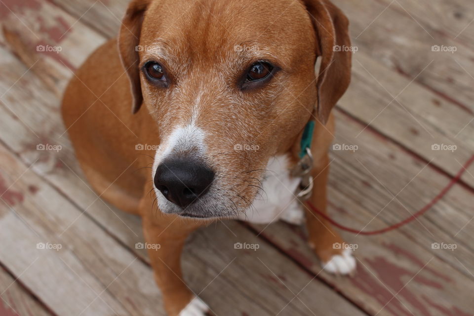 High angle view of domestic dog