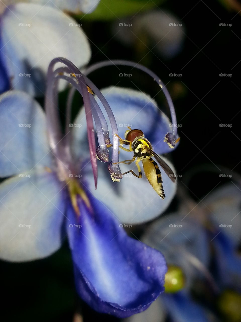 I was not the only one enjoying this beautiful flower.