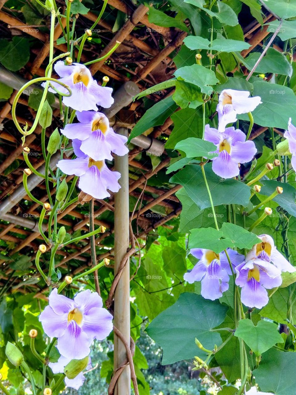 large-flowered thunbergia is a kind of climbing vine,it has pink purple flowers,
very beautiful and elegant.