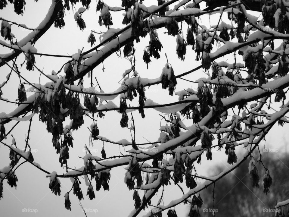 Low angle view of snow covered tree branches in Berlin, Germany.