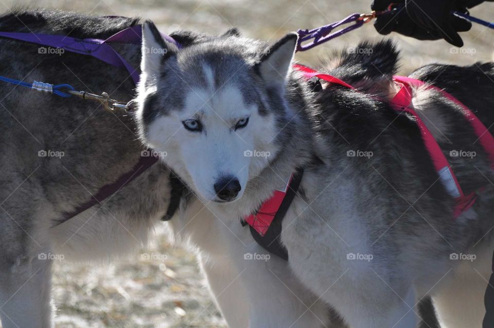 husky