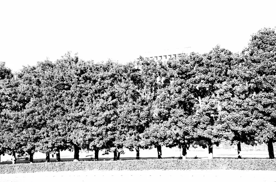 Trees