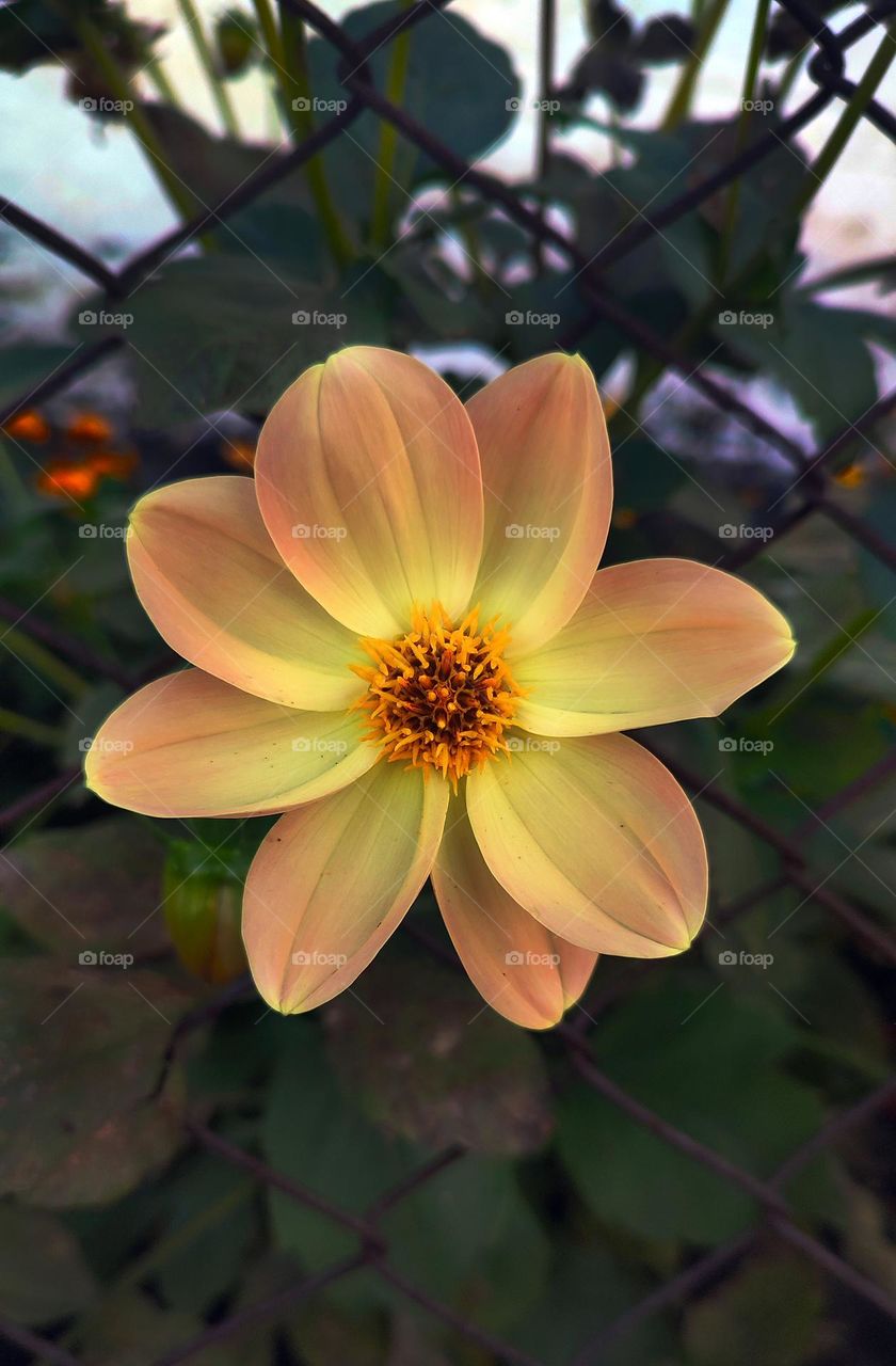 Macro photo of flower growing in the garden