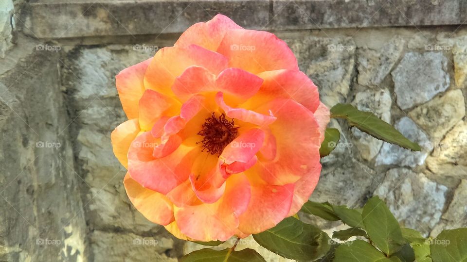 Peach colored and yellow antique rose with historical limestone background