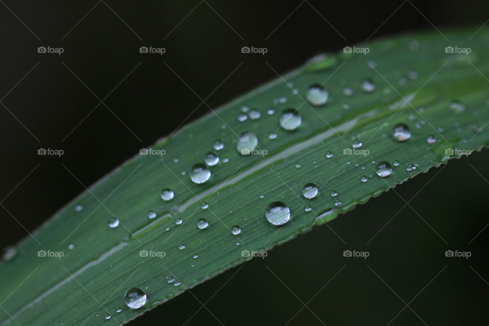 rainy day wet leaf