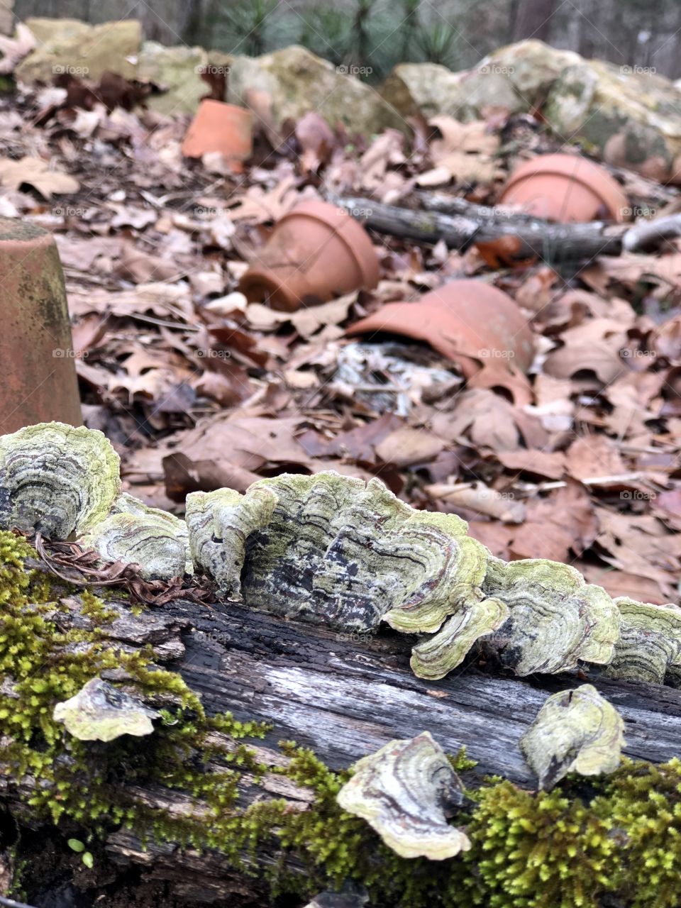 Selective focus on fungi on log with clay pots and fallen leaves in background 