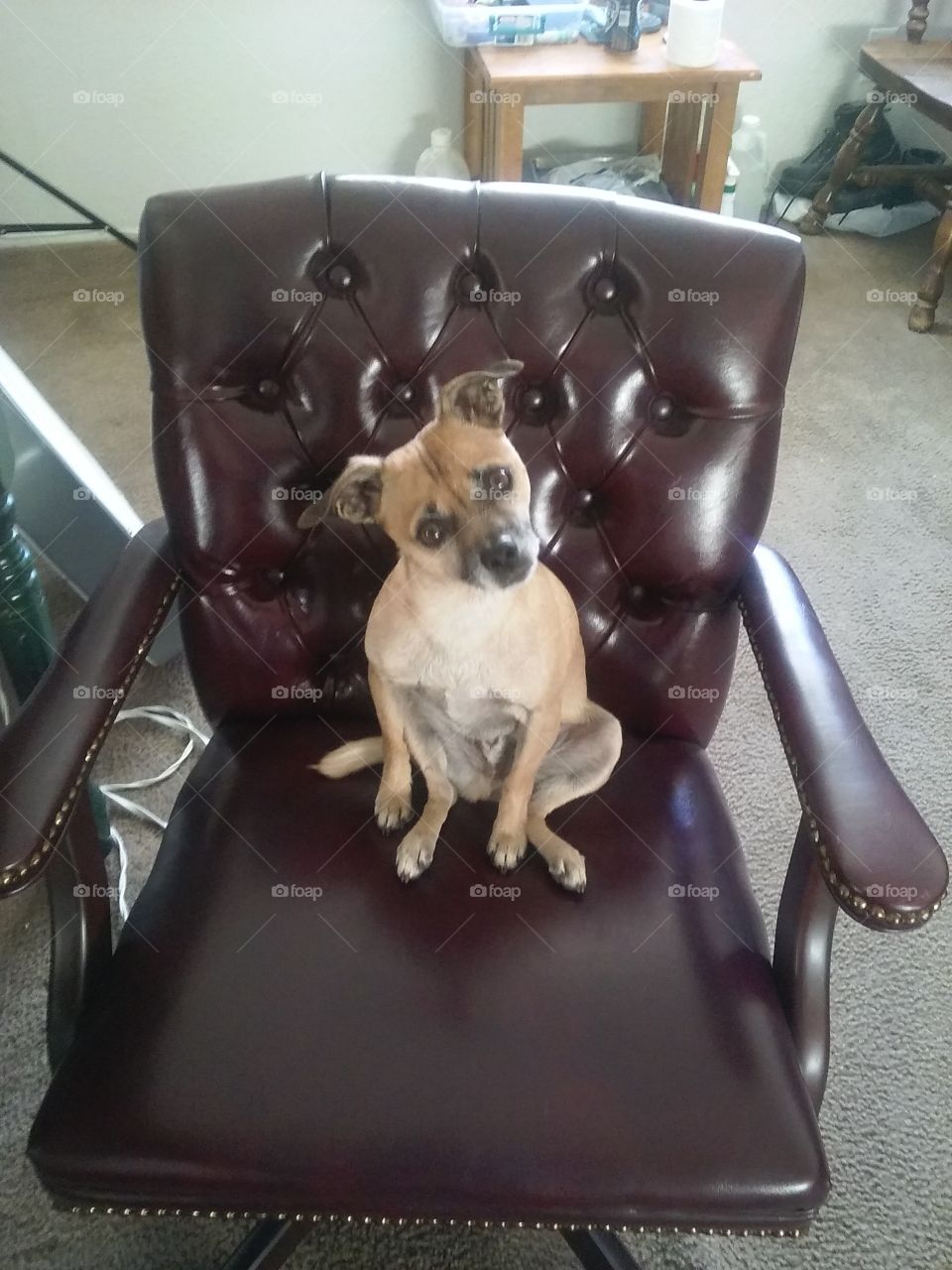 cute little dog chug on office chair