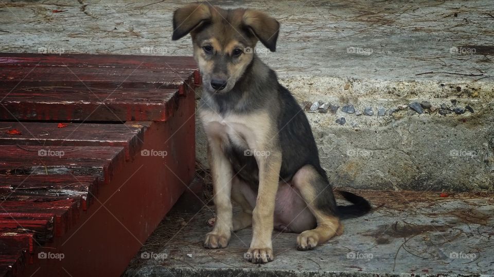 doggy cute . doggy cute น้องหมาแสนซน