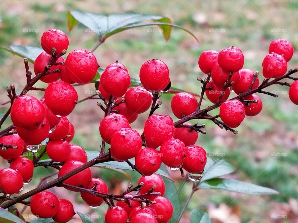 Berries and  Dew Drops