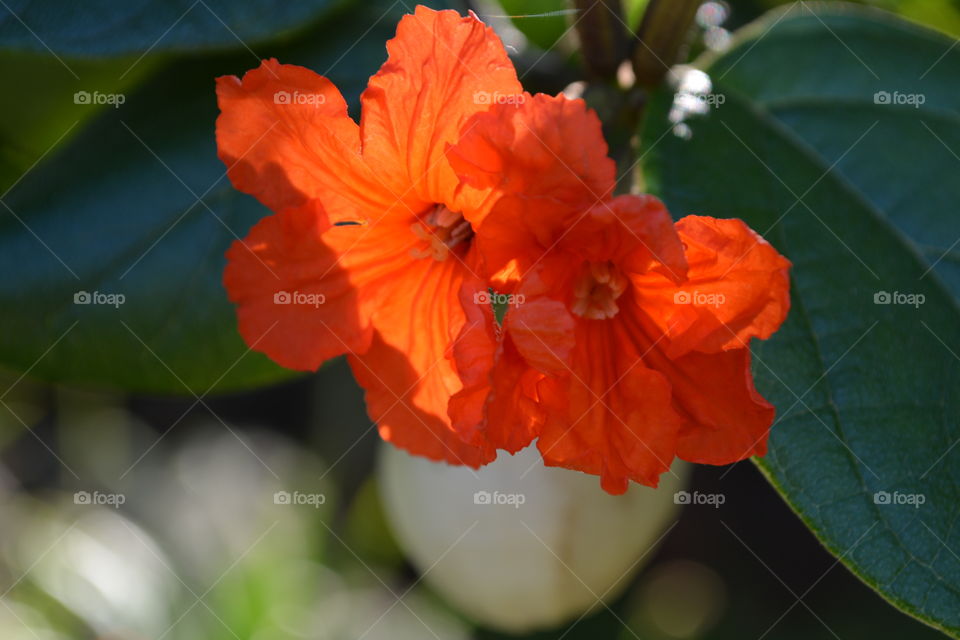 Orange tropical blossoms 