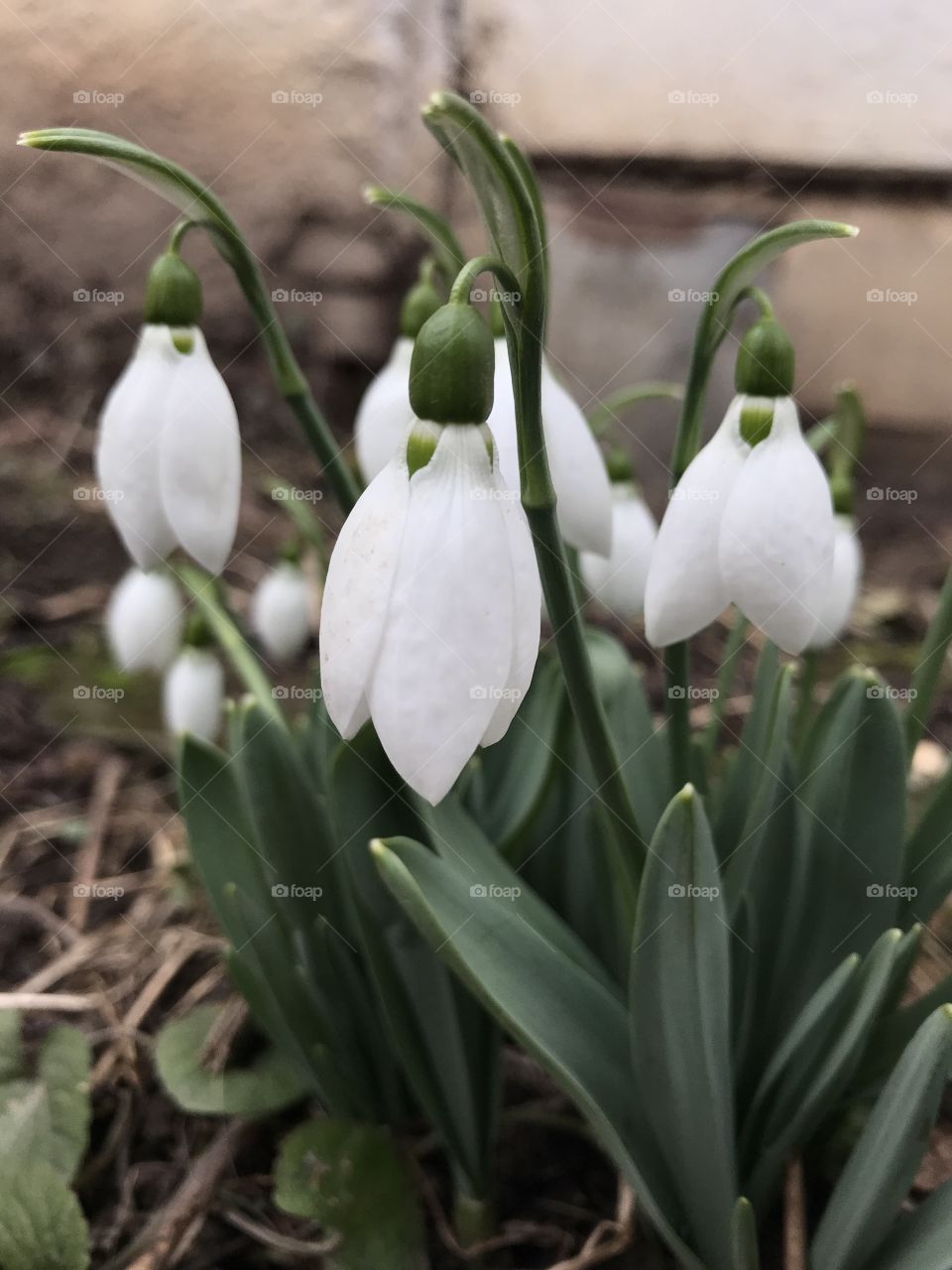 snowdrops