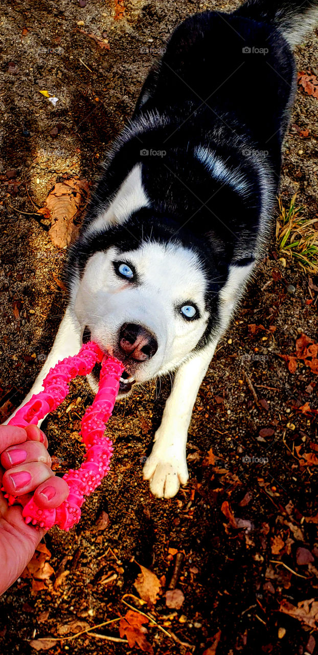 A beautiful young husky tugs at a dog to as a female hand hold the other end