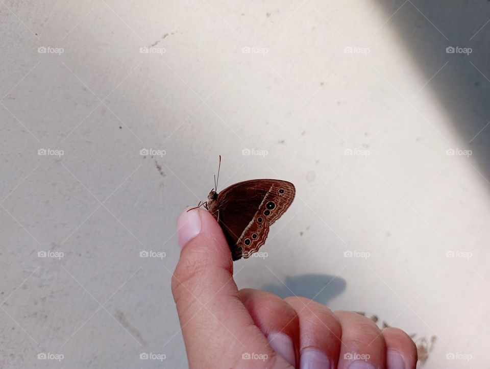 Butterfly perched in a hand