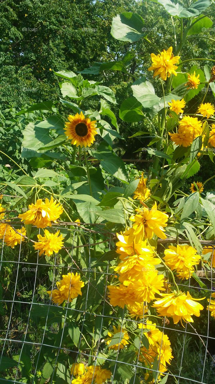 Flower, Nature, Flora, Summer, Leaf