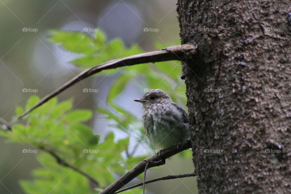 Bird on a tree