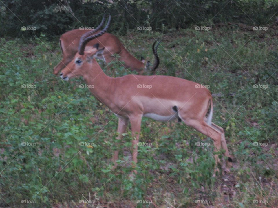 African antelope. On Safari