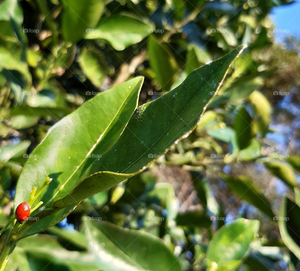Ah joaninha tão miudinha, delicadinha e bunitinha! Fez a diferença com tua roupa vermelha !