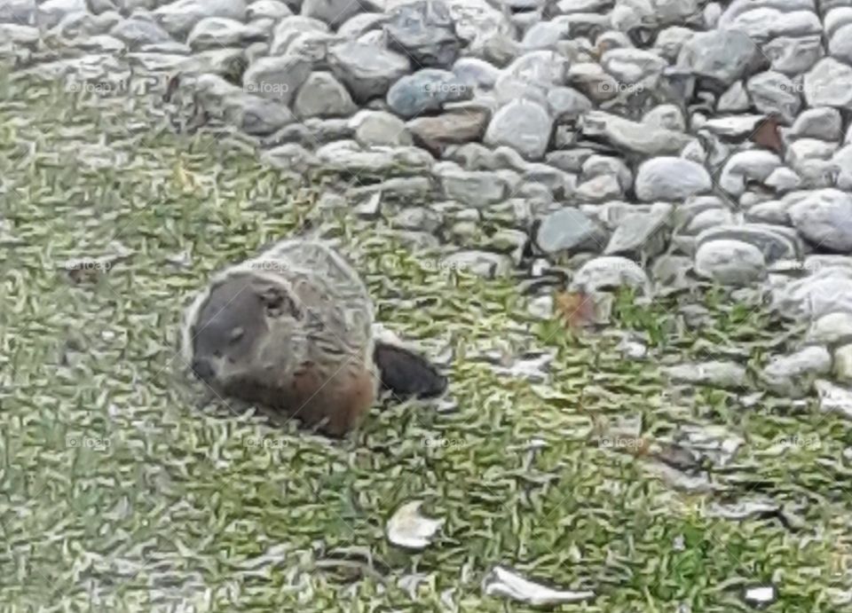 groundhog grazing