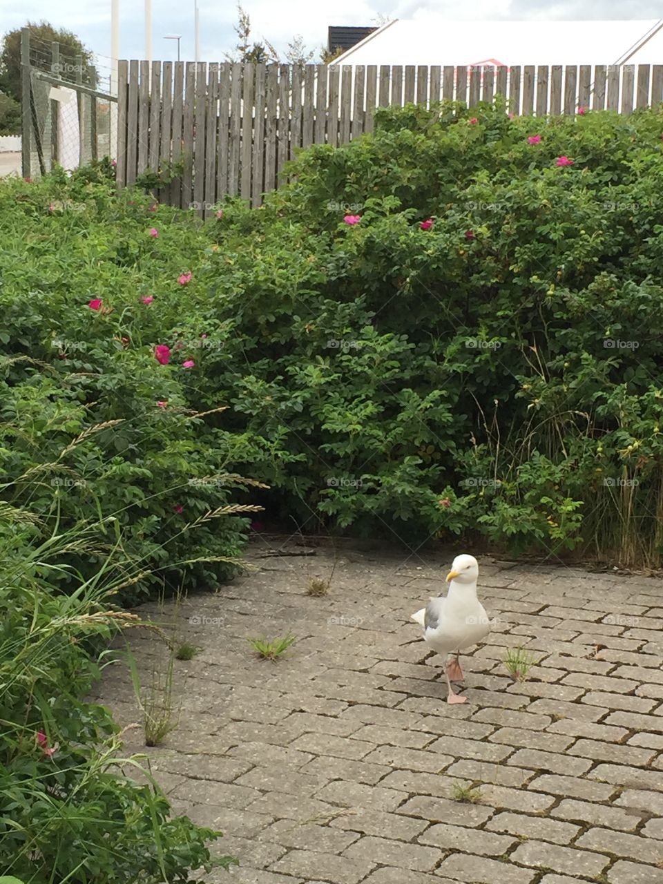 Seagull walking about. Fanø. One morning in the summer on Fanø 
