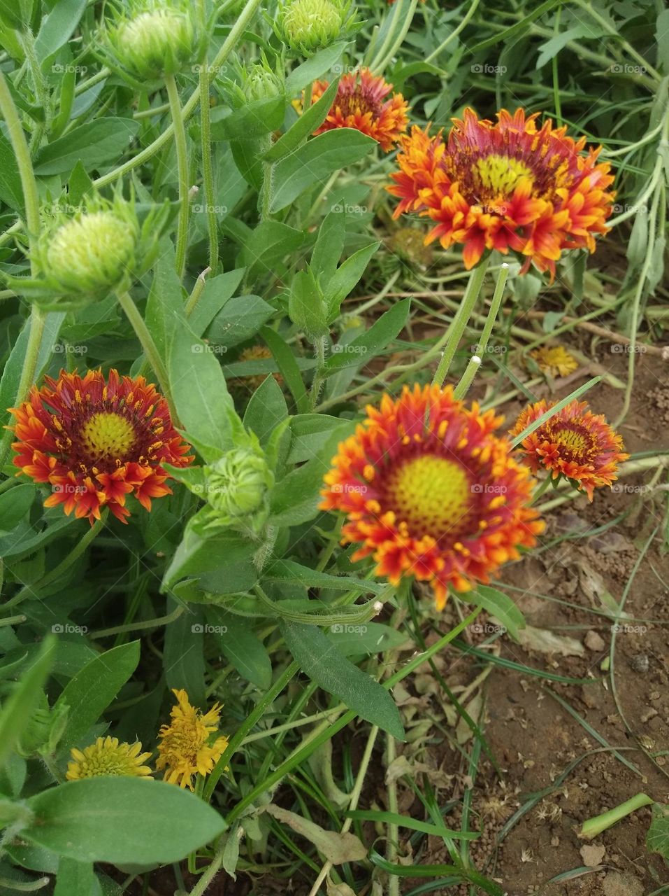 orange colour flowers shurb small size looks very beautiful generally found everywhere