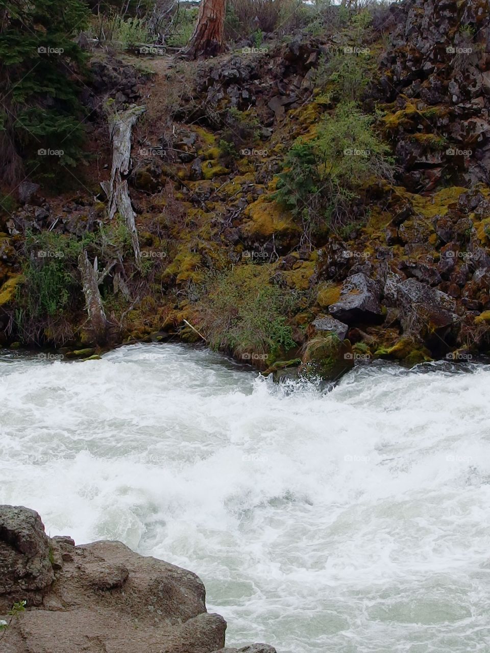 The roaring waters of the Deschutes River at Dillon Falls in the forest with spring runoff rushing through its rock canyon covered in hardened lava rock, moss, bushes, and ponderosa pine trees. 