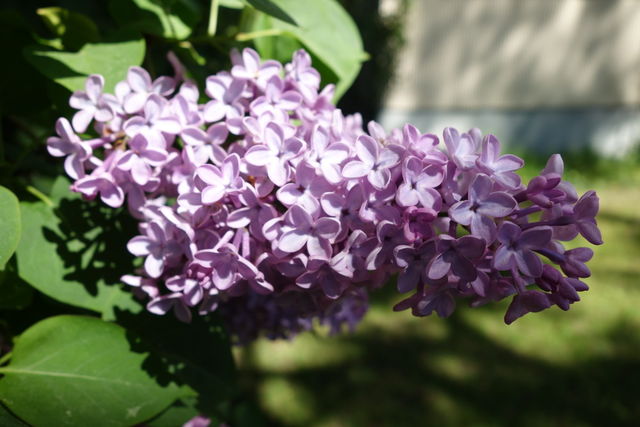 Syringa (Lilac)