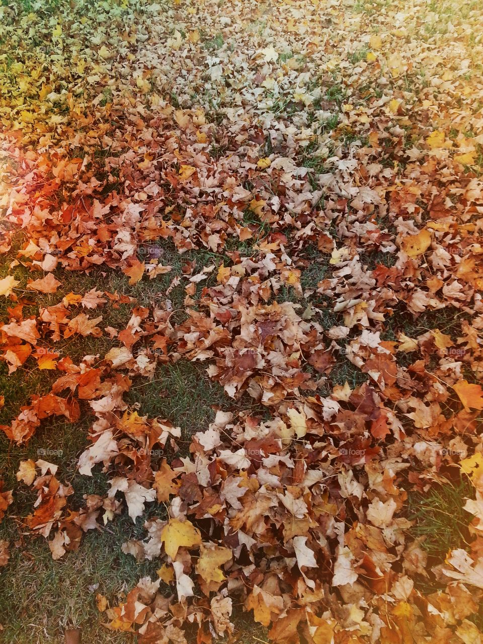 Leaves On Grass