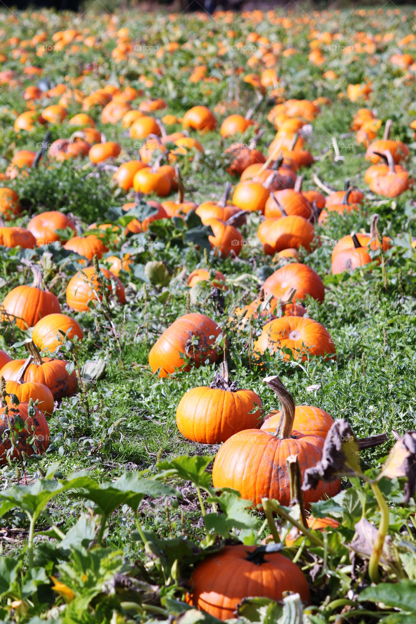 A pumpkin field filled with orange pumpkins
