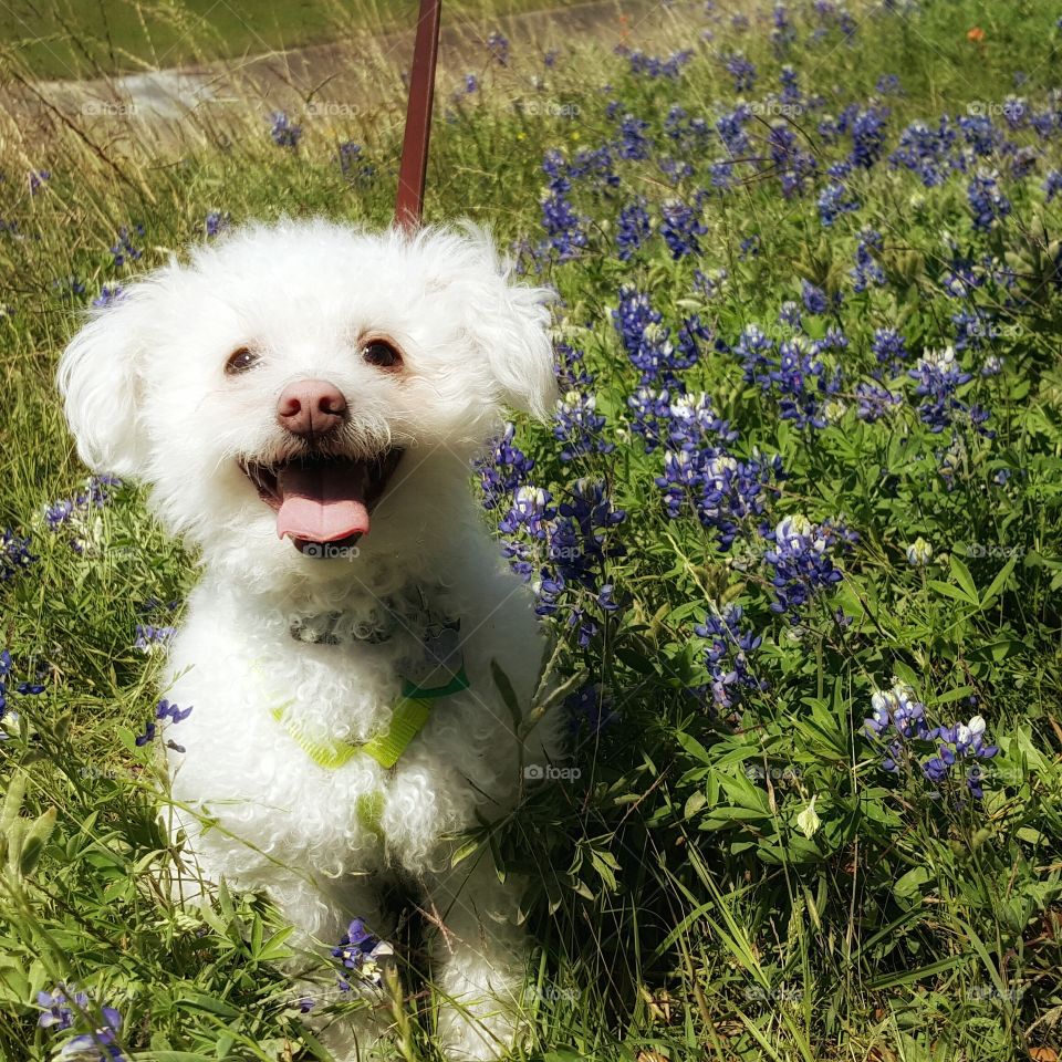 white dog amongst blue bonnets in Texas