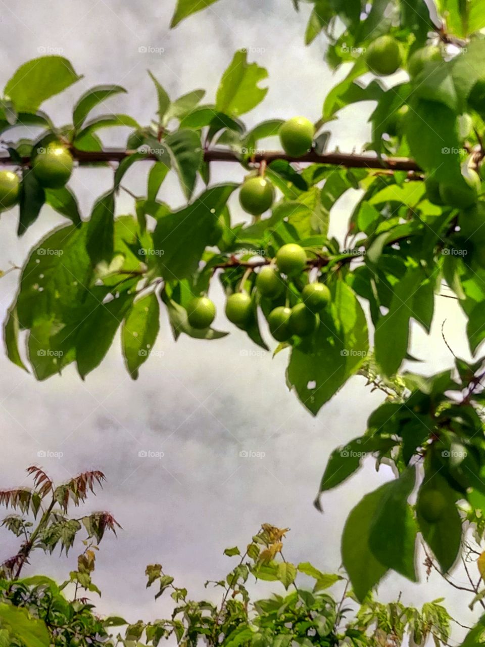 Leaf, Nature, Tree, Branch, Fruit