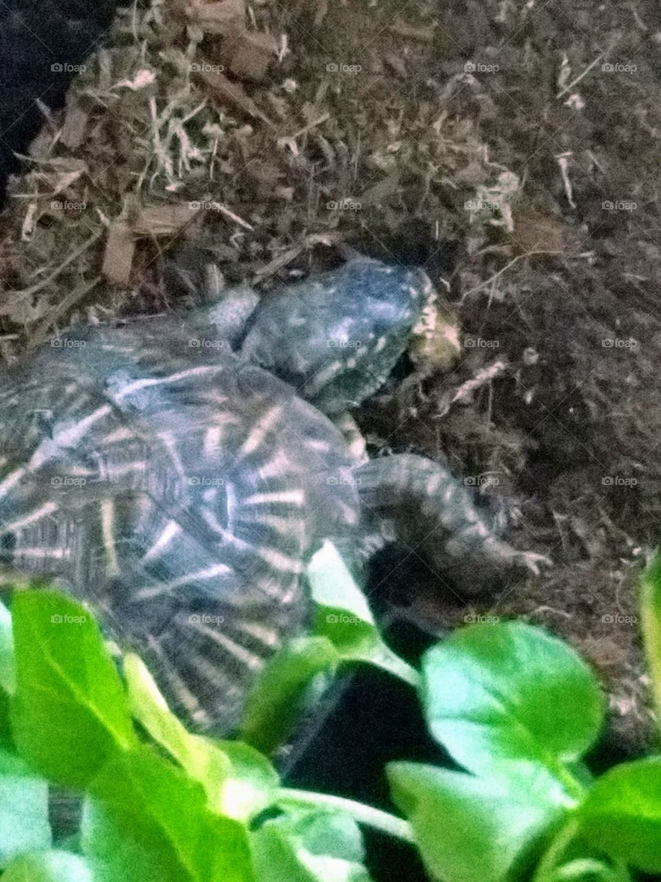 Ornate box turtle