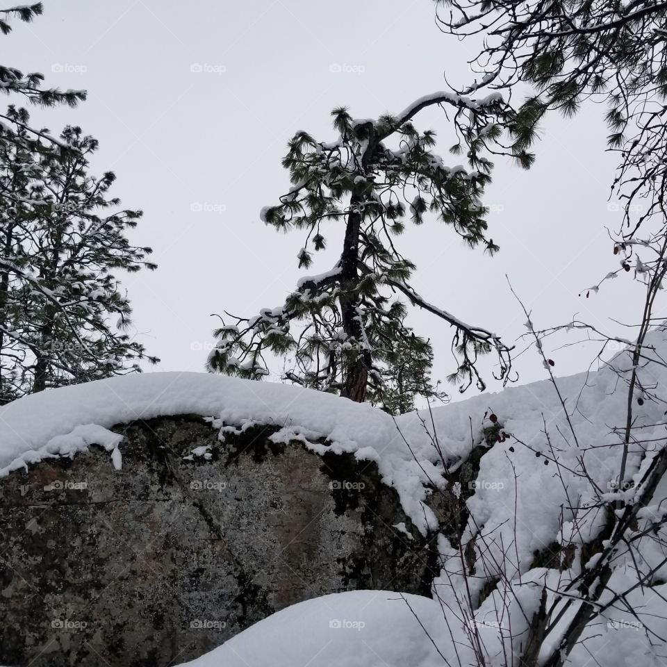 snow covered tree on a mountain ledge
