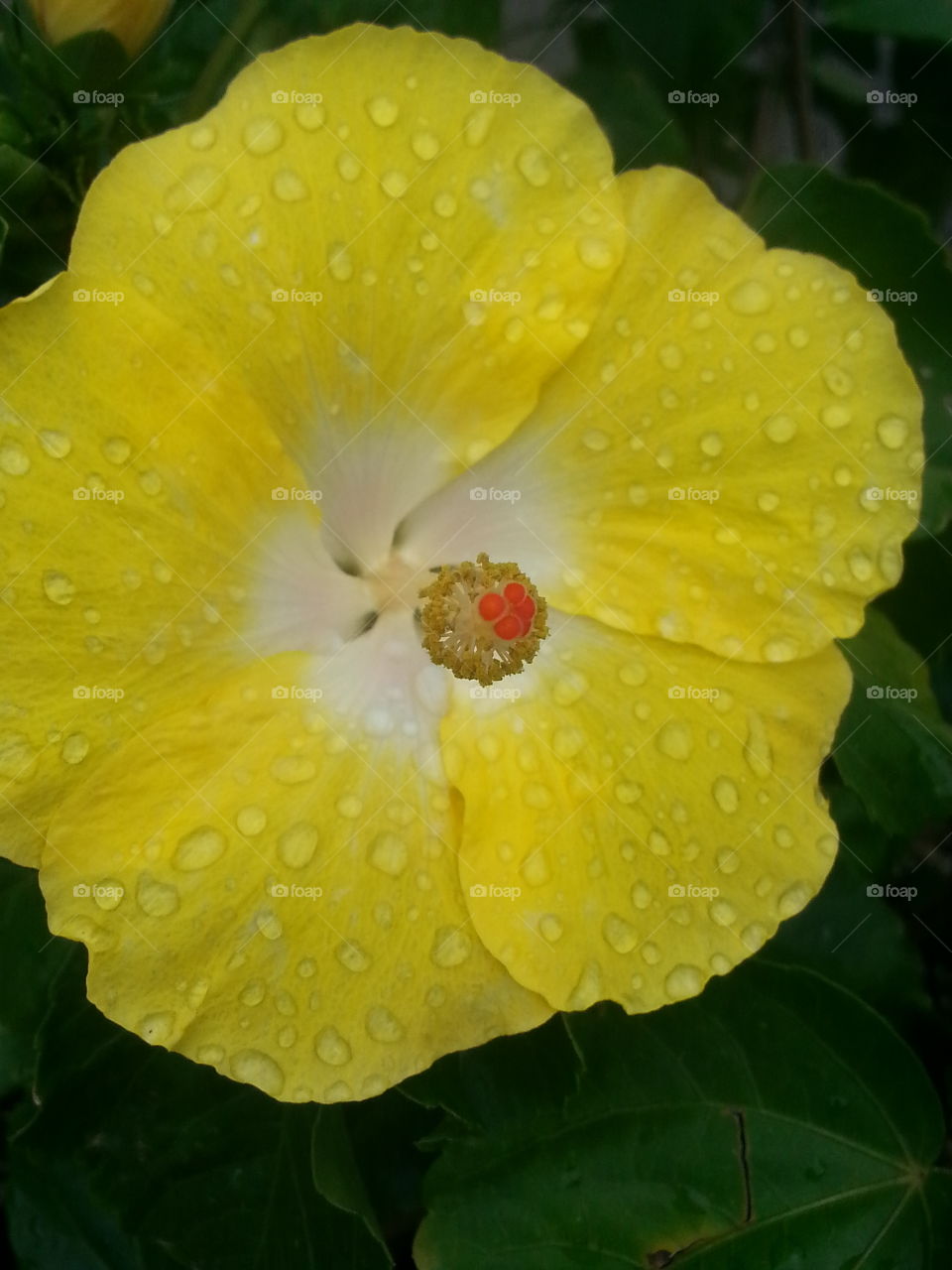 centered around yellow