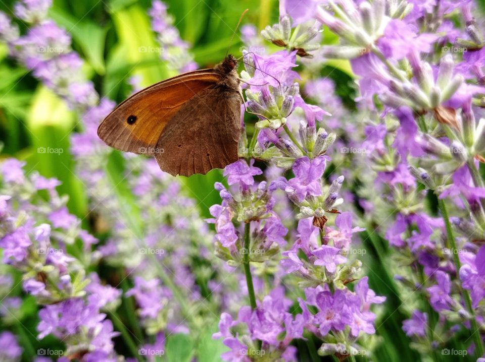 Butterfly on lavender flowers. Summer.