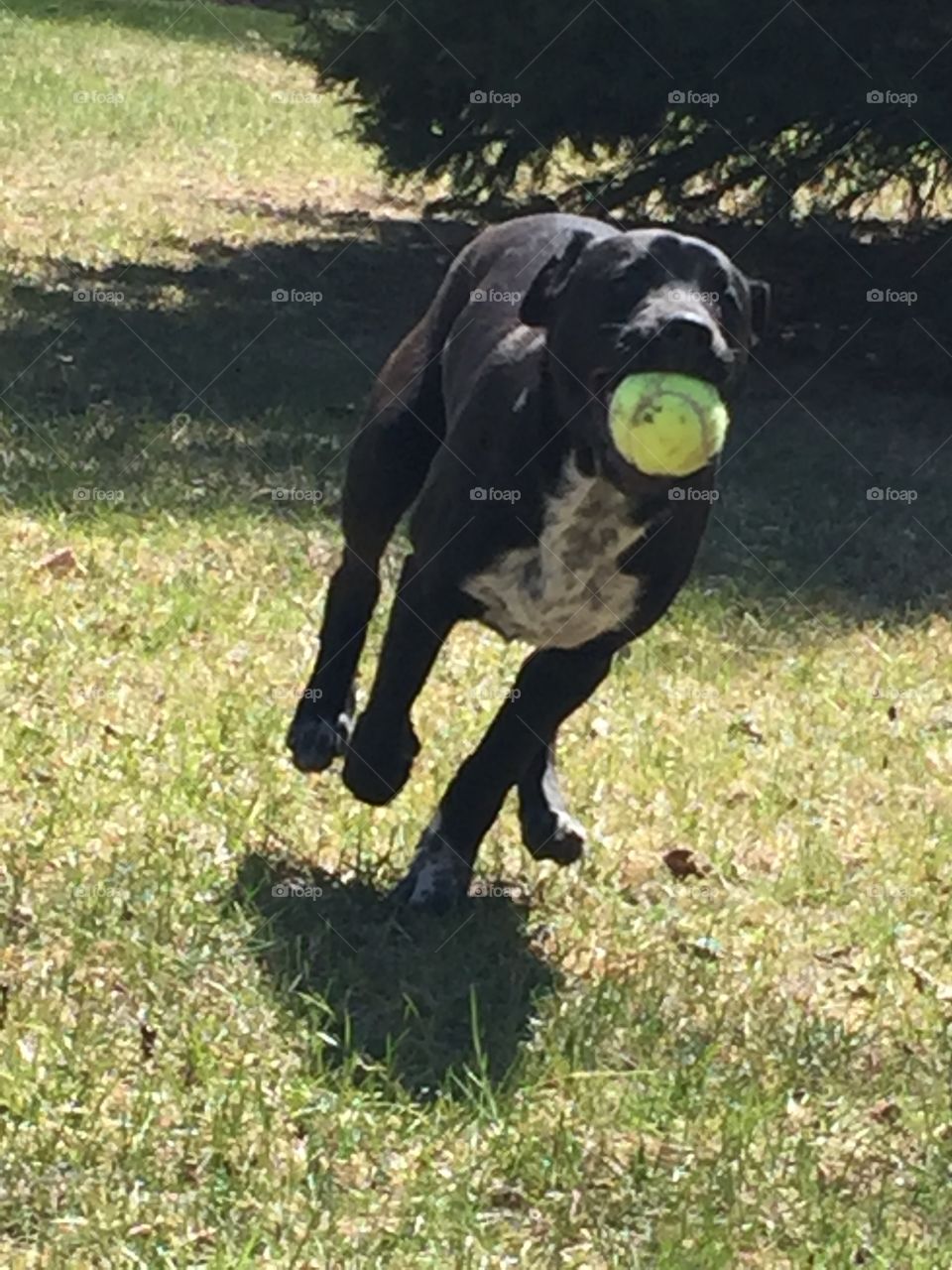 Puppy playing with ball