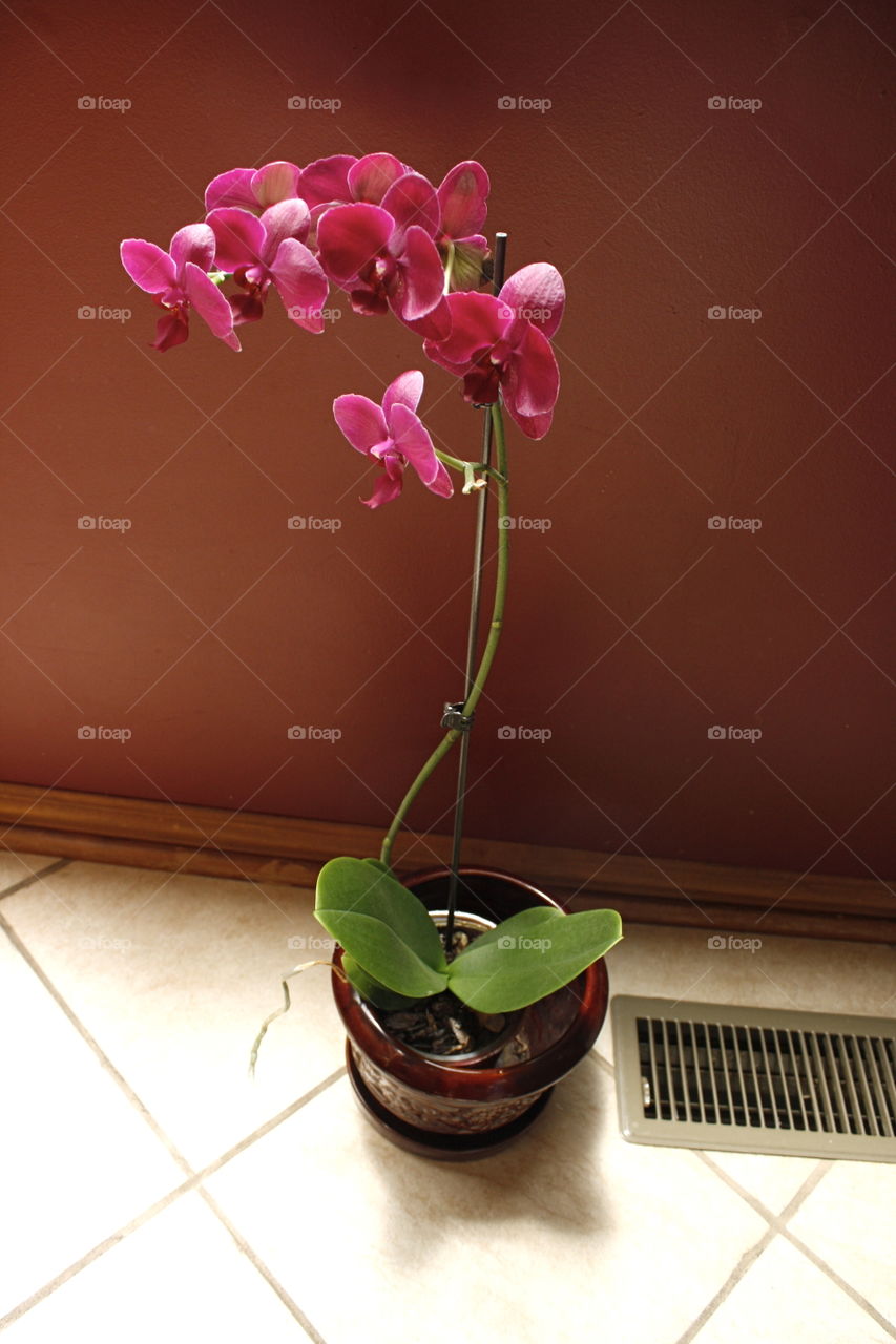 Pink Orchid, Red Wall, Zoomed In.