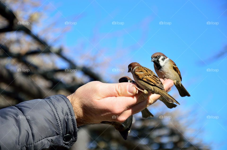 sparrows eating in the hands of a person