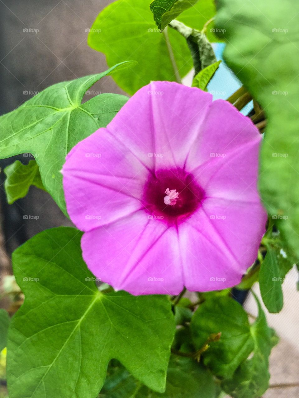 Vine Flower