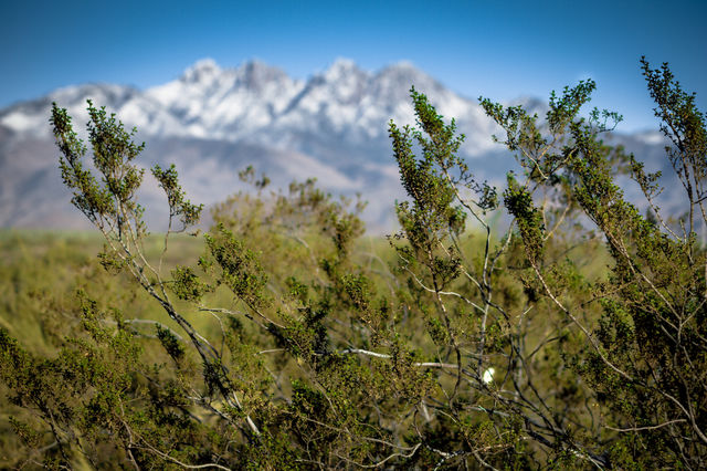 Rare desert snow
