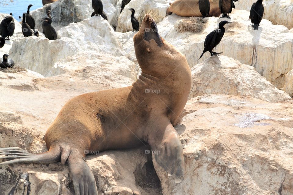 Proud sea lion