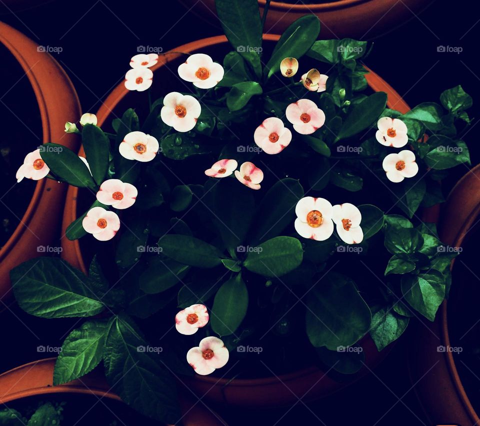 Little beauties 🔴🟢Red and green 🟢