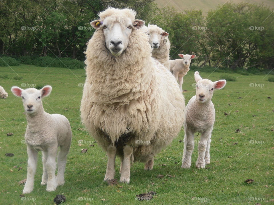 Mother Sheep With Lambs