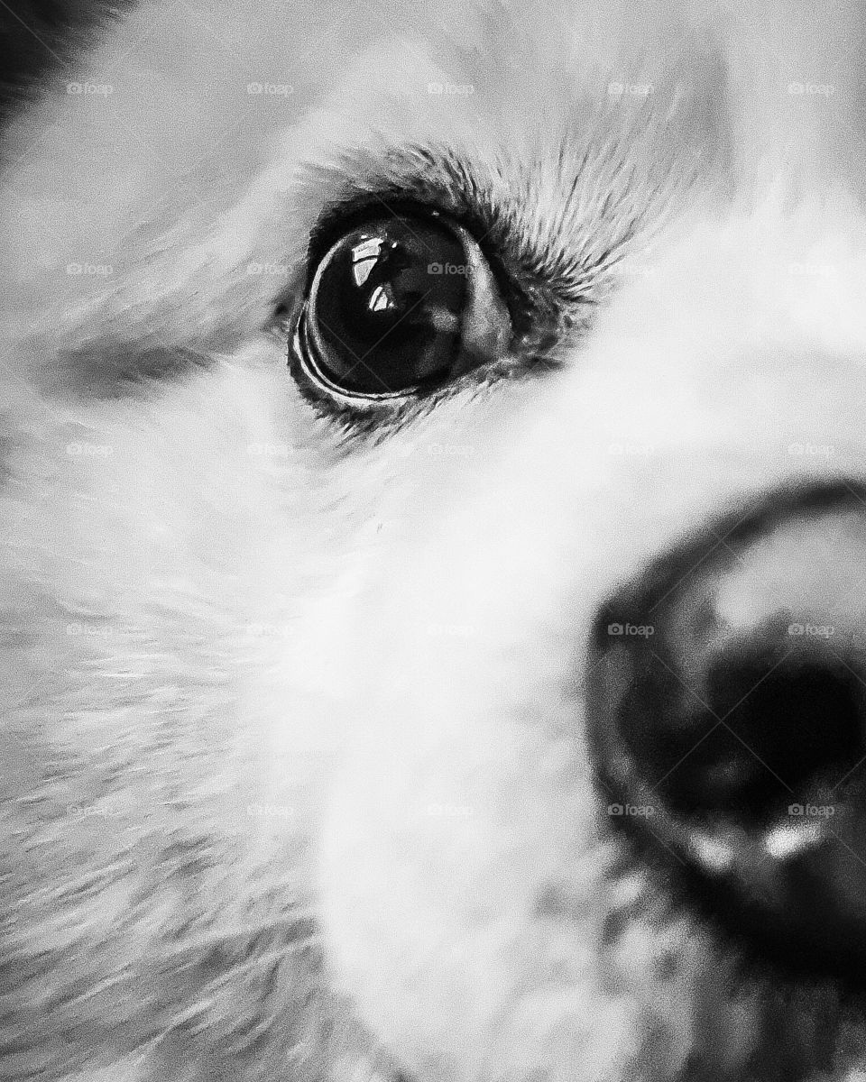 eye of my dog